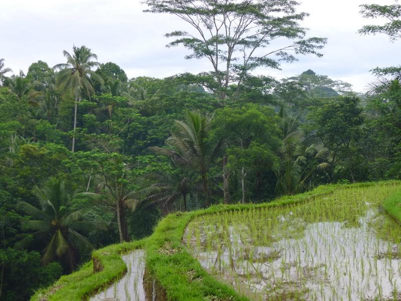 Villa Amrita Ubud Zewnętrze zdjęcie